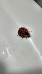 Harmonia axyridis