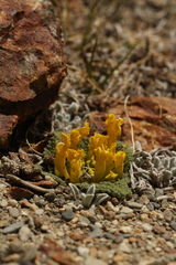 Scrophularia wattii