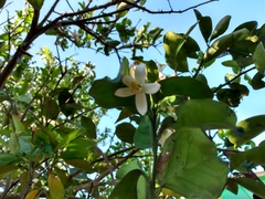 Magnoliopsida