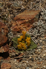 Scrophularia wattii