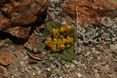 Scrophularia wattii