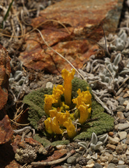 Scrophularia wattii