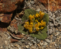 Scrophularia wattii
