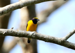 Euphonia trinitatis