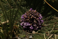 Phlomoides rotata
