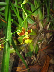 Oncidium leleui