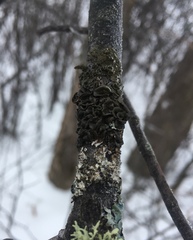 Melanohalea septentrionalis