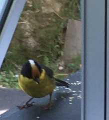 Atlapetes pallidinucha