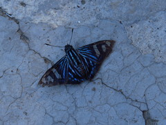 Phocides belus