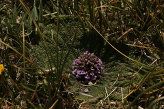 Phlomoides rotata