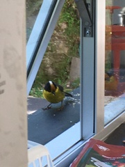 Atlapetes pallidinucha