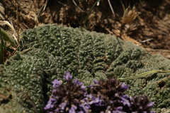 Phlomoides rotata