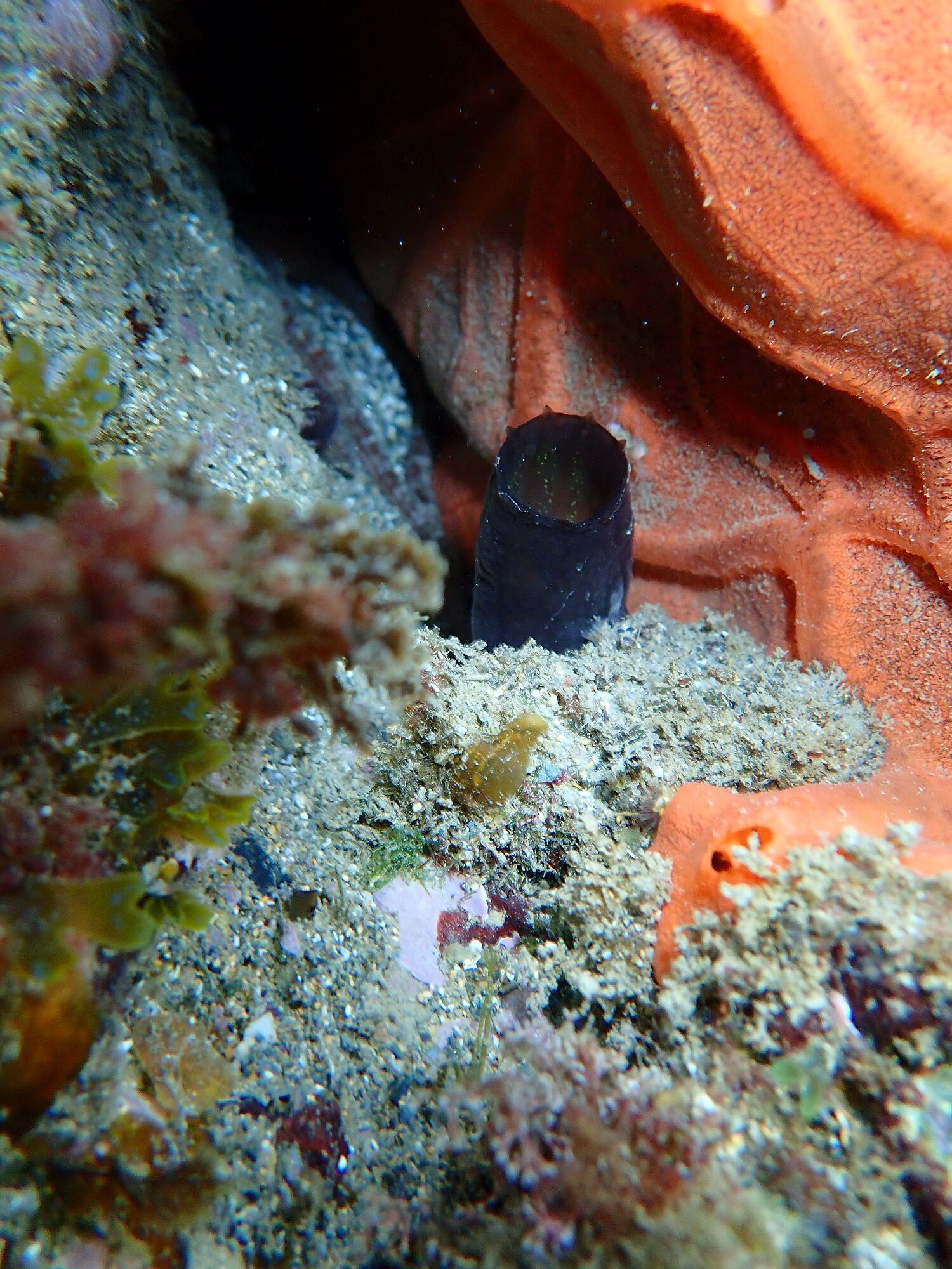 Phallusia fumigata (Grube, 1864)