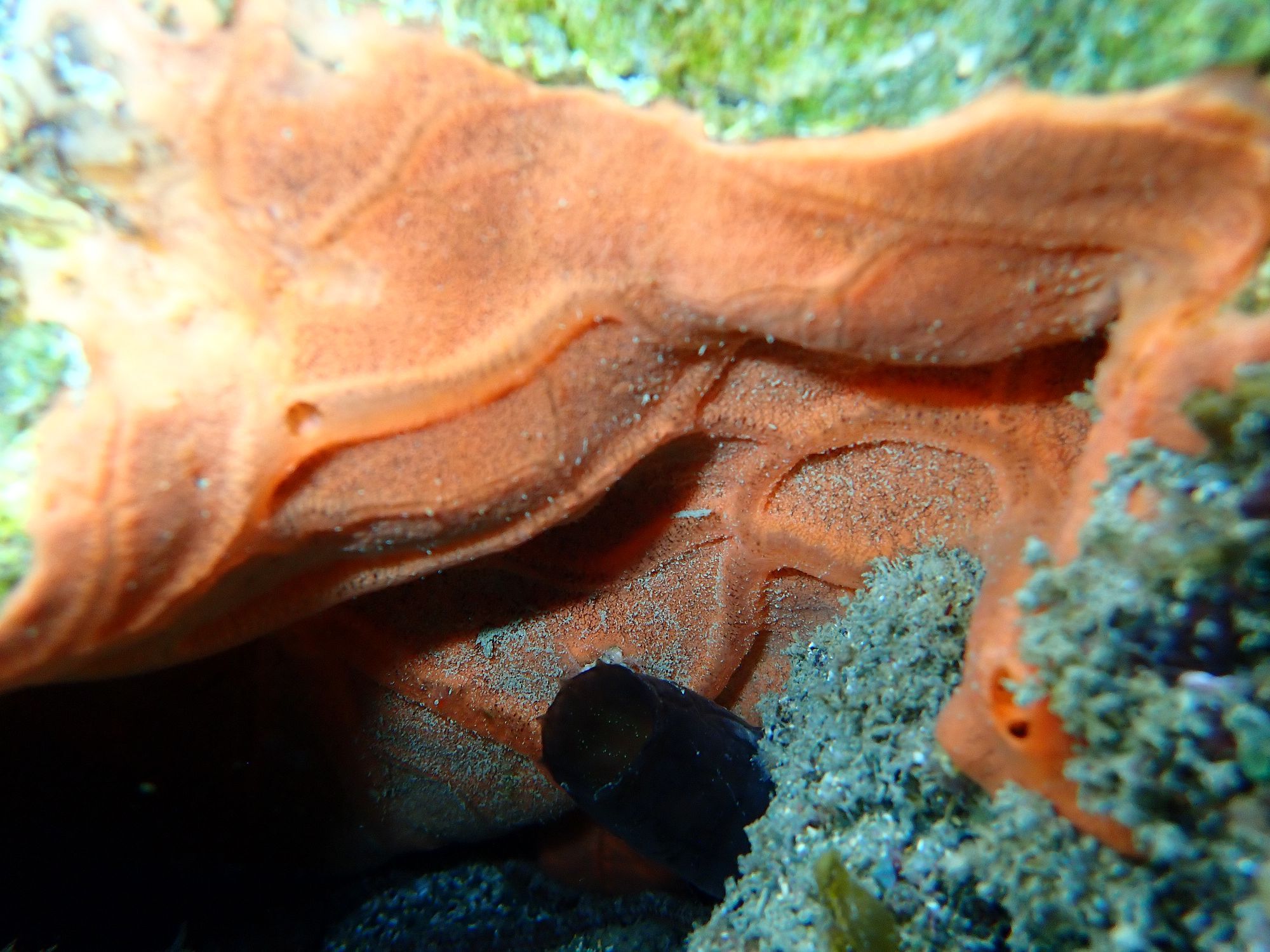 Phallusia fumigata (Grube, 1864)