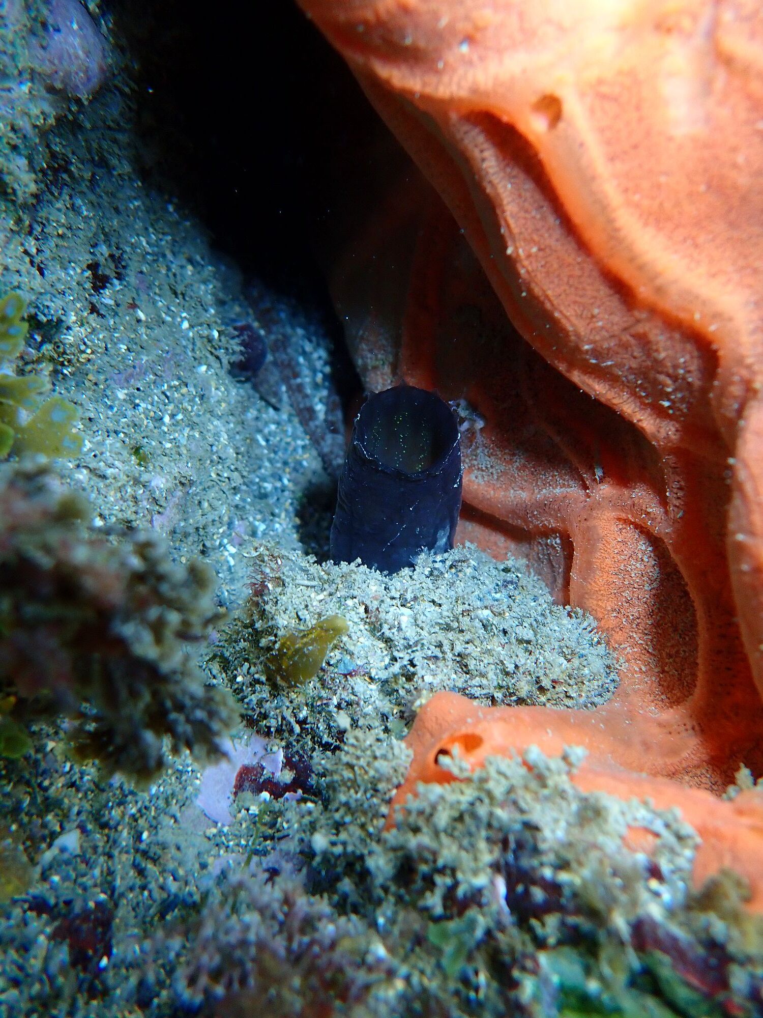 Phallusia fumigata (Grube, 1864)