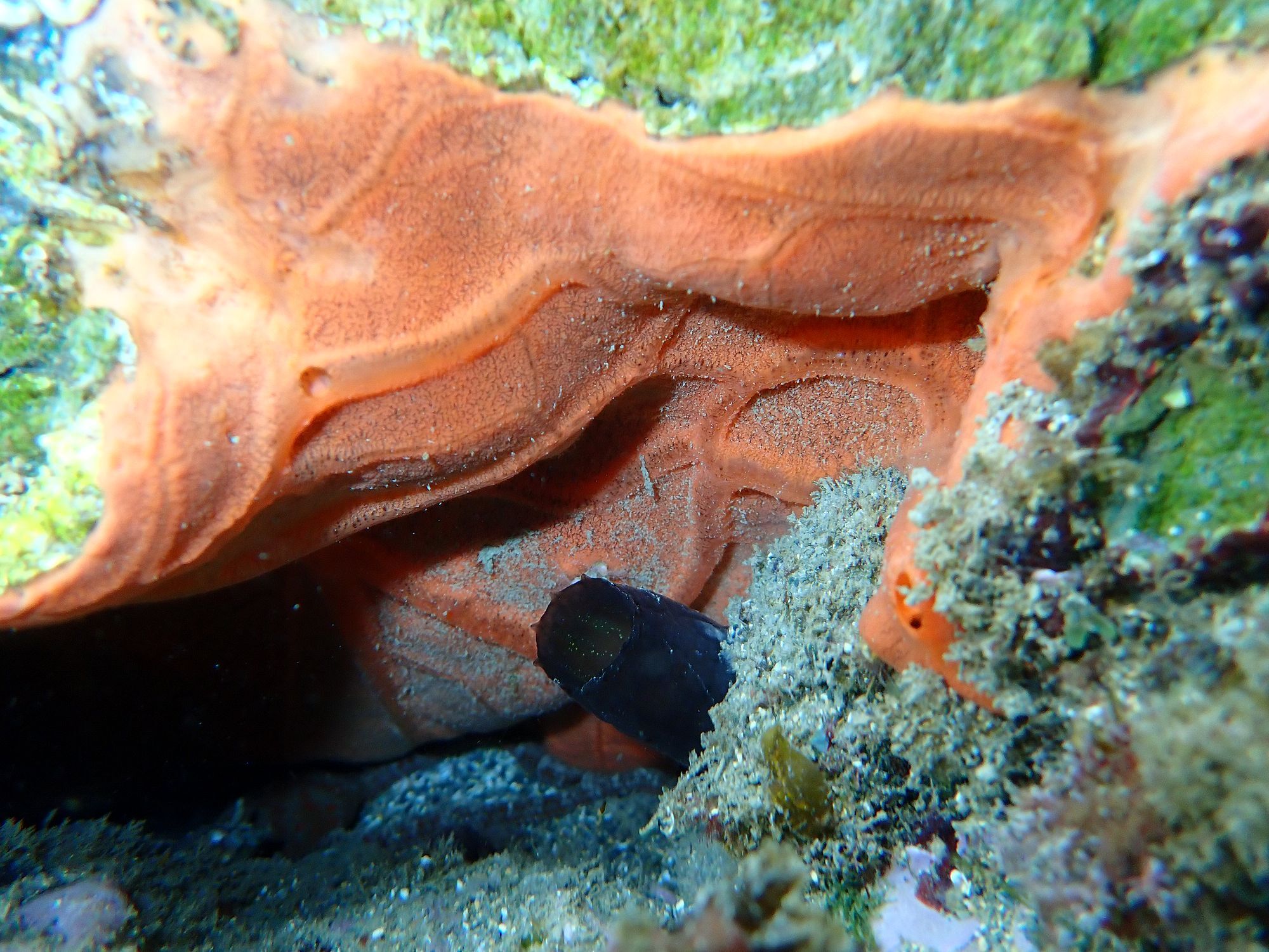 Phallusia fumigata (Grube, 1864)