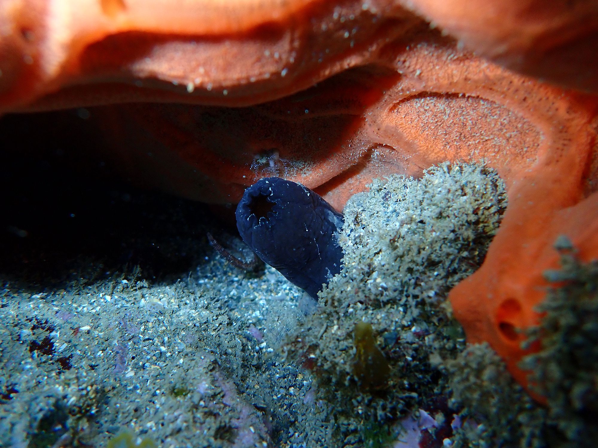 Phallusia fumigata (Grube, 1864)