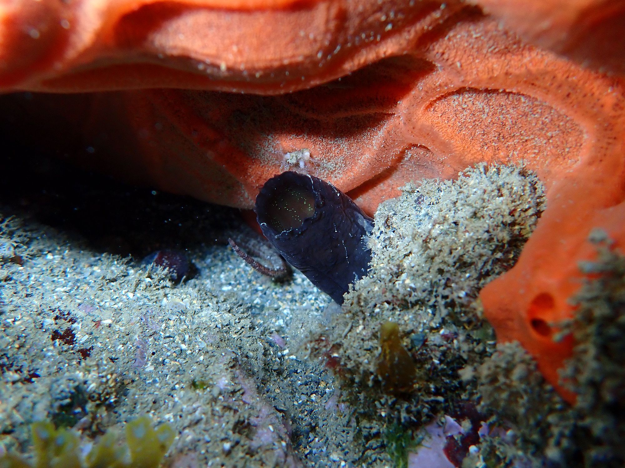 Phallusia fumigata (Grube, 1864)