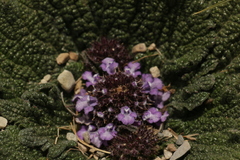 Phlomoides rotata