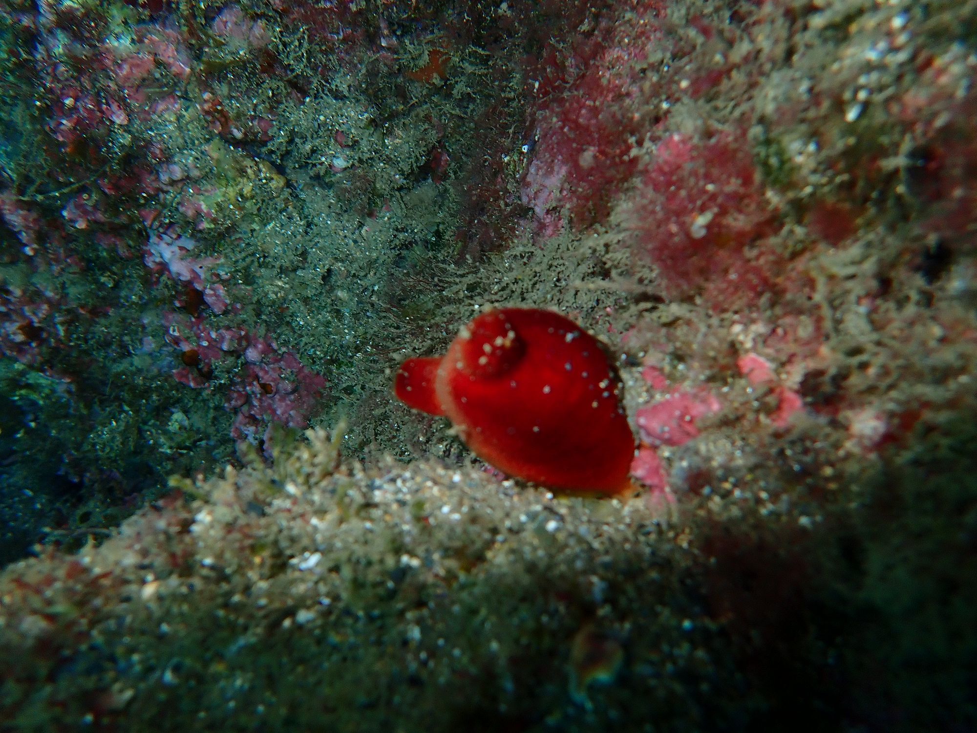 Halocynthia papillosa (Linnaeus, 1767)