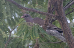 Patagioenas corensis