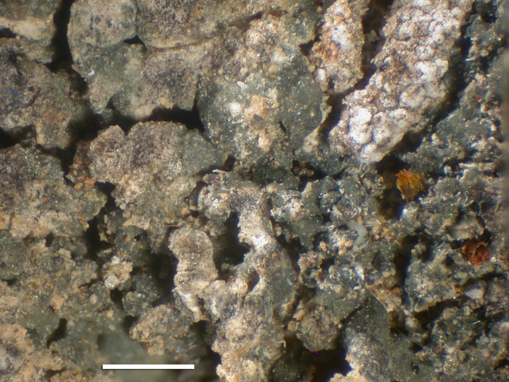 Aspicilia subcontinua