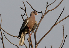 Patagioenas corensis