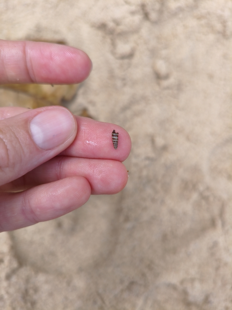 Monophorus olivaceus