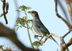 Thraupis glaucocolpa
