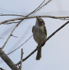 Hemitriccus margaritaceiventer