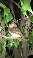 Glaucidium brasilianum