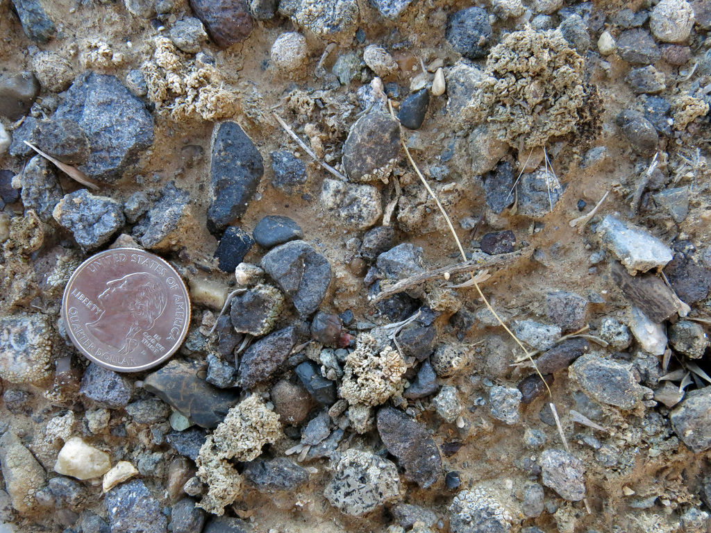 Aspicilia wyomingensis