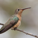 Buffy Hummingbird - Photo (c) guyincognito, some rights reserved (CC BY-NC), uploaded by guyincognito