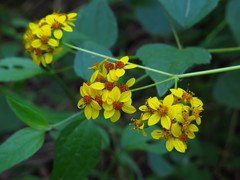 Hymenostephium cordatum