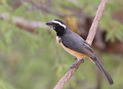 Saltator orenocensis