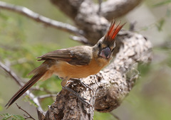 Cardinalis phoeniceus