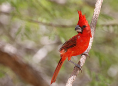 Cardinalis phoeniceus