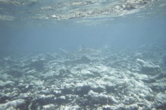 Carcharhinus perezii