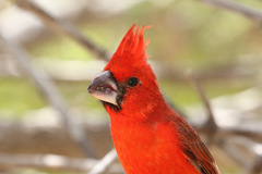 Cardinalis phoeniceus