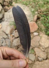 Egretta ardesiaca