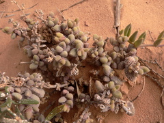 Delosperma echinatum