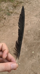 Corvus albus