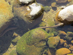 Platyceps rhodorachis