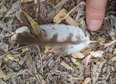 Milvus migrans