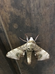 Daphnusa ocellaris