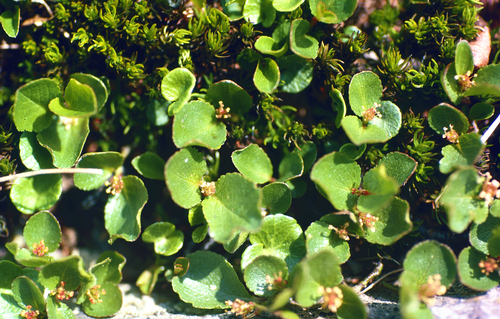 Least Willow (Salix herbacea)