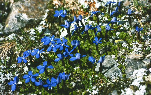 Small-leaved Gentian (Gentiana brachyphylla)