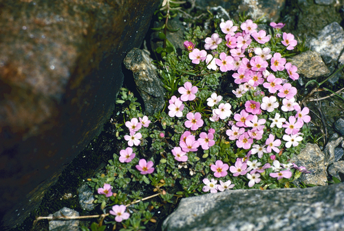 Alpine rock-jasmine (Androsace alpina)