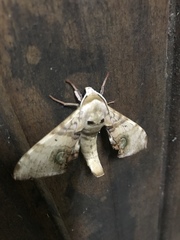 Daphnusa ocellaris