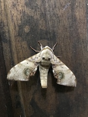 Daphnusa ocellaris